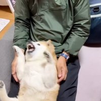 仰向けにされたここちゃん