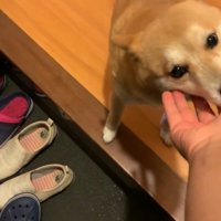「おかえり」のペロペロ