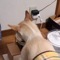 お食事中のワンコ
