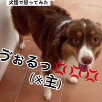 「どうしたの…？」