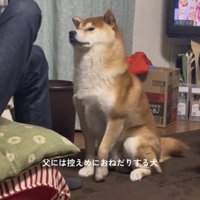 前足を下ろして待つ犬