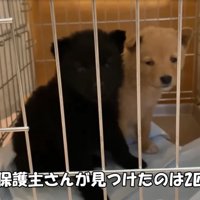 2匹の子犬