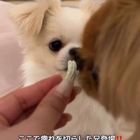 歯磨きガムを怖がるぽっぷくん6