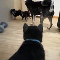 4匹の子犬と母犬