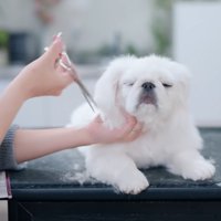 眠くなってきたもち太くん