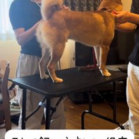 飼い主とトレーナーに挟まれている犬