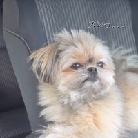 こんぶちゃんにパパとママを好きか聞いたら7