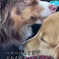 姉に甘えるコロちゃん