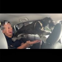 バランスを崩す犬2