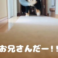 大好きなお兄さんが来たら…
