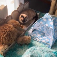 2頭の猫に見守られながら絨毯の上を歩く子犬