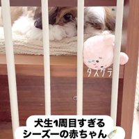 おもちゃが取れないおとちゃん