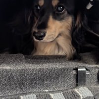 微動だにしないお殿くん