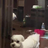 圧をかけるマルチーズさん