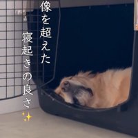 モコちゃんの寝起きの瞬間