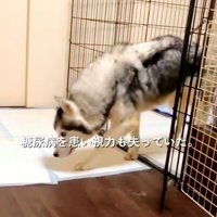 下を向いて歩く犬