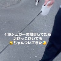 散歩中に出会った猫は…