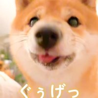 ゲップをする豆柴