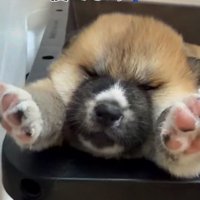ケースのフチに両前足を乗せる子犬