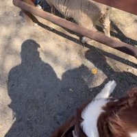 座り込む犬