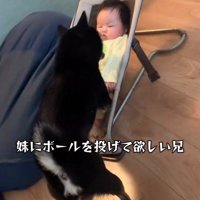 赤ちゃんに近づく柴犬