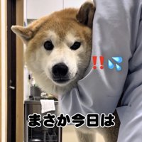 人に支えられる犬