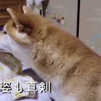 赤ちゃんにミルクを与えている女性のそばに座る犬