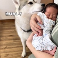 赤ちゃんに鼻を近づける犬