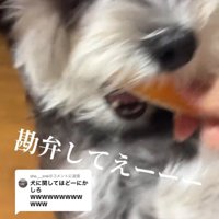 遊んでもらう犬