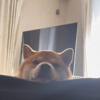 寝ている飼い主さんをじーっ