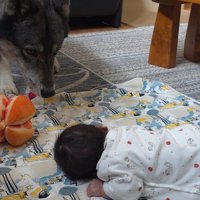 ウルフドッグ