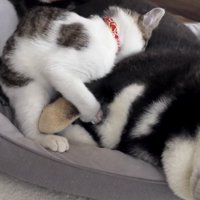 もふもふの毛に顔をうずめてみます