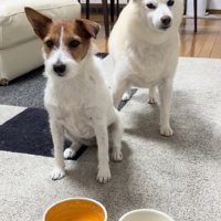 「ヨシ」と言った時の銀くんとエマちゃん