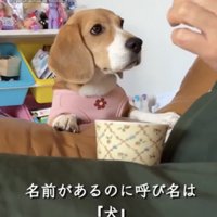 人を見つめる犬