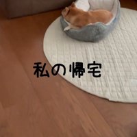 犬がいる部屋へ入っていく女性