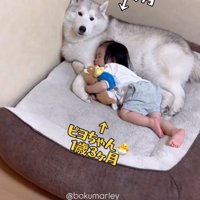 犬を枕にして眠る男の子2