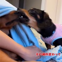 噛みつく犬