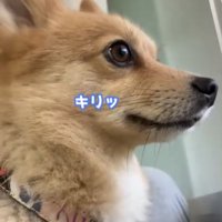 外を見張る犬