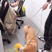 大はしゃぎの2匹の犬