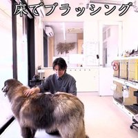 床で優しくブラッシングされる大型犬