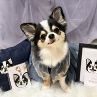 犬オタク