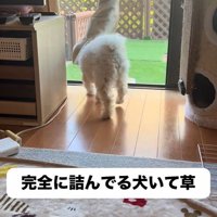 窓の方へトコトコ…