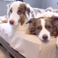 飼い主の言葉を聞き流す2頭の犬