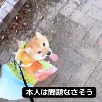 「さんぽたのしいよ！」