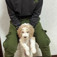 2キロのパピーをお迎え