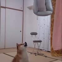 ベッドに文句を言う柴犬