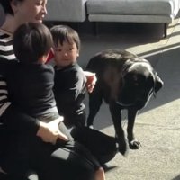 立ち上がる犬