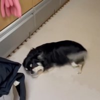 さまざまな技を駆使