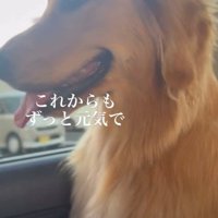 車の窓の外を見つめる犬