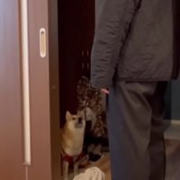 飼い主を見つめる柴犬